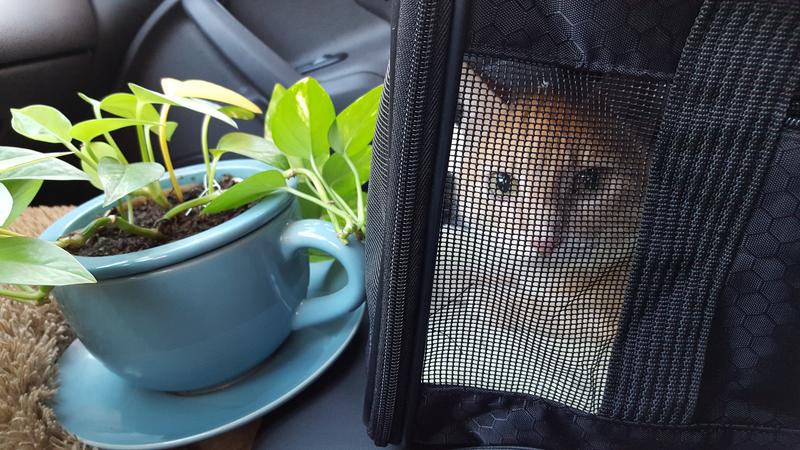 January 2016 - Bringing Lilly with me to college