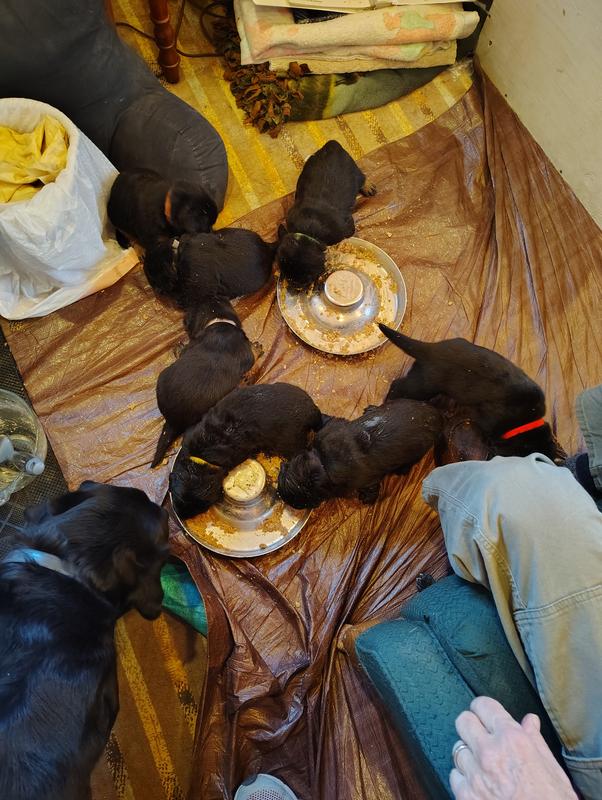 Puppy, puppy, puppy and they'd come running!