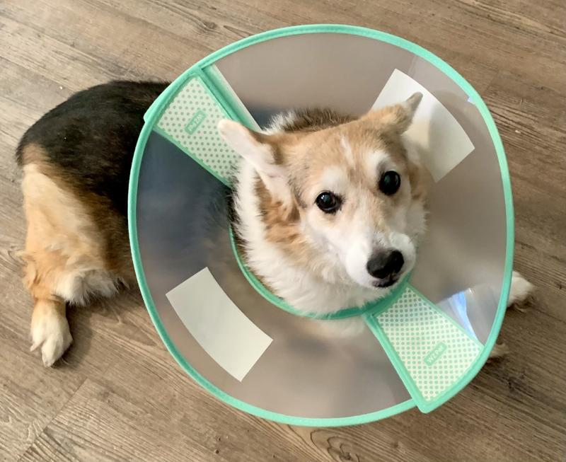 My Corgi was comfortable!