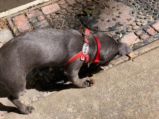 LUX BUDDY BELT DOG HARNESS