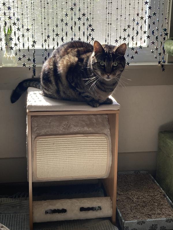 Meeko sun-bathing on Frisco’s wooden tunnel
