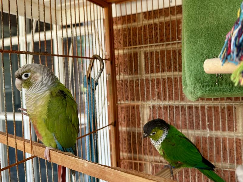 Home of Elvis and Georgia