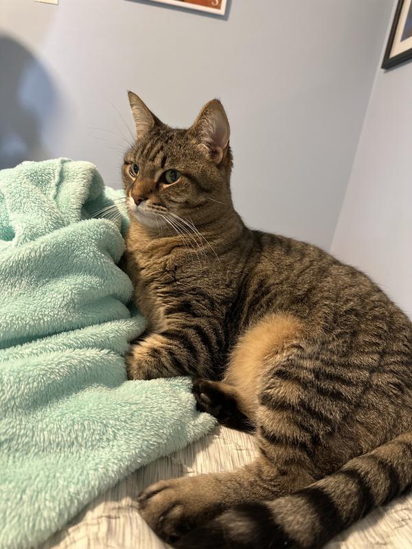 Yankee (15 lbs of pure muscle)