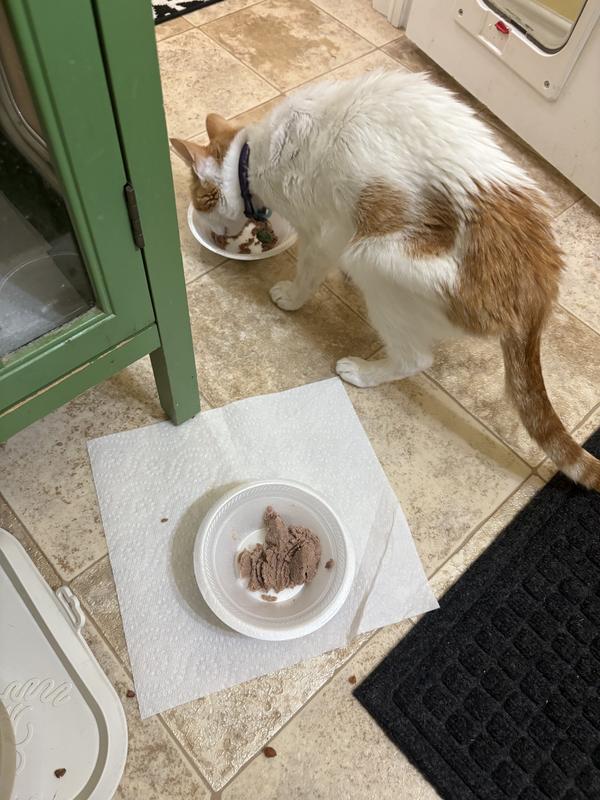 This is a photo of my male cat eating his other food and ignoring the KOHA. He has cancer,Lymphoma, and I am always thrilled when he is eating anything.
