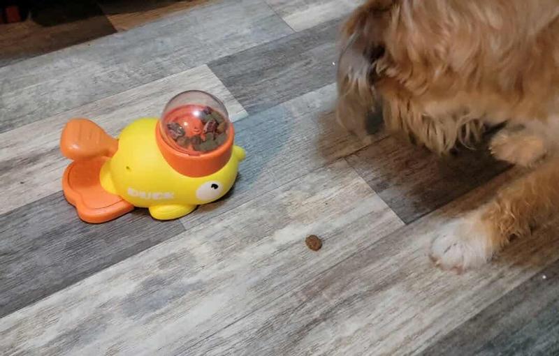 Hours of entertainment for my doggy.