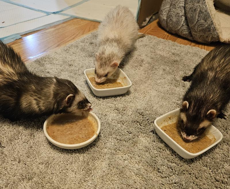 Ferrets slurping the Dook Soup.
