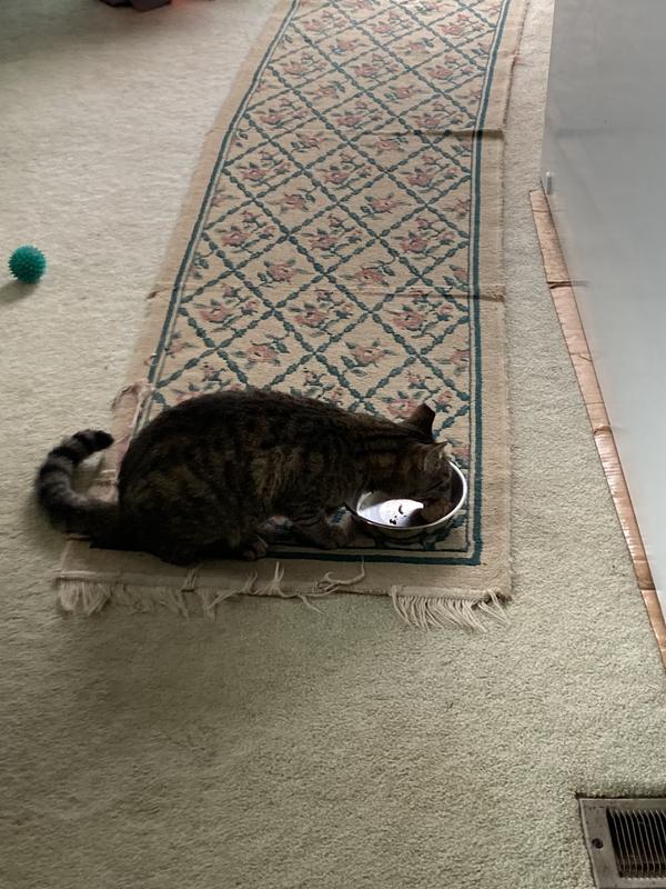 Bean enjoying his breakfast