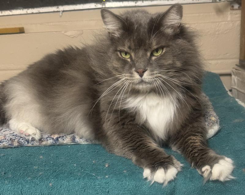 Gabby is a big boy, almost 20 lbs.  He’s my love & he’s scared of men but he loves his mommy.