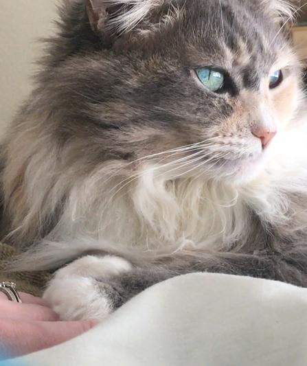 Miss Bear Long Hair Manx <3