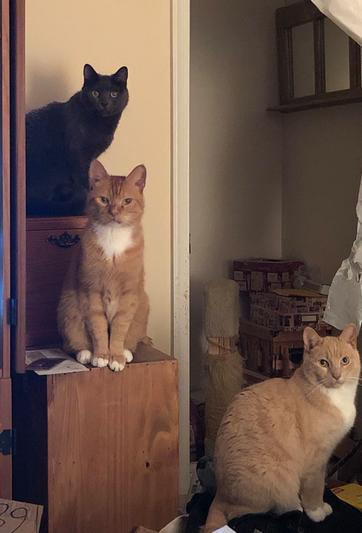 Reddington, Pierre Maurice and Goosie