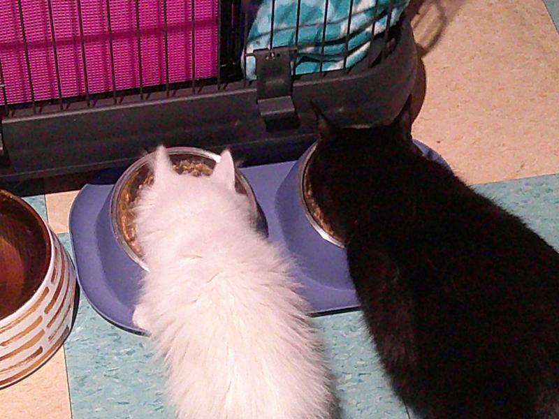 Miss Kitty and Stormy eating duck and tuna