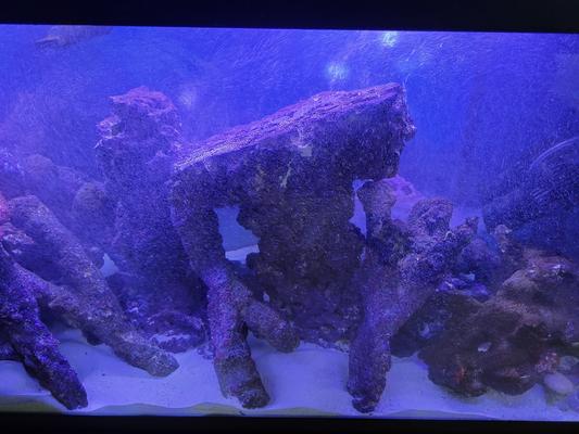 CaribSea LifeRock Shroom  Saltwater Tank 3