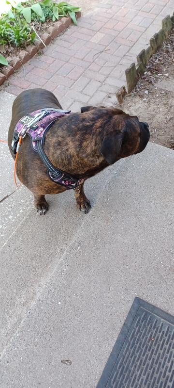 Her old & smaller harness