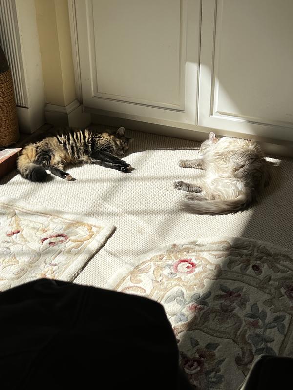 Both sleeping in the sun
