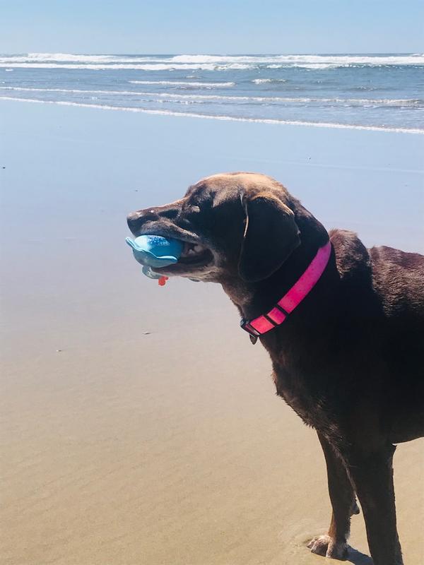 Lucy & squid at the beach
