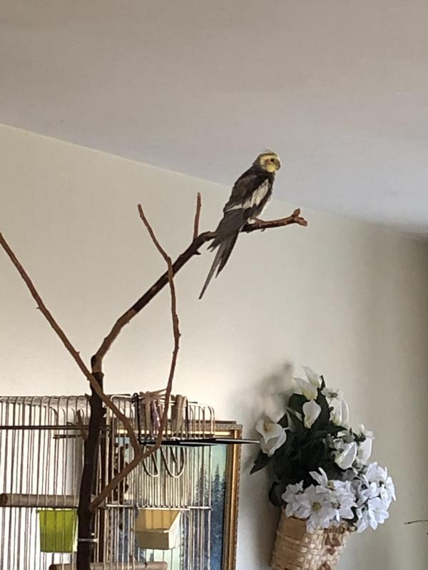 My king of the dining room, Sara-Gotta be tuff to be a boy named Sara. I never changed the name of a rescue, he was 19 in this photo (rip)