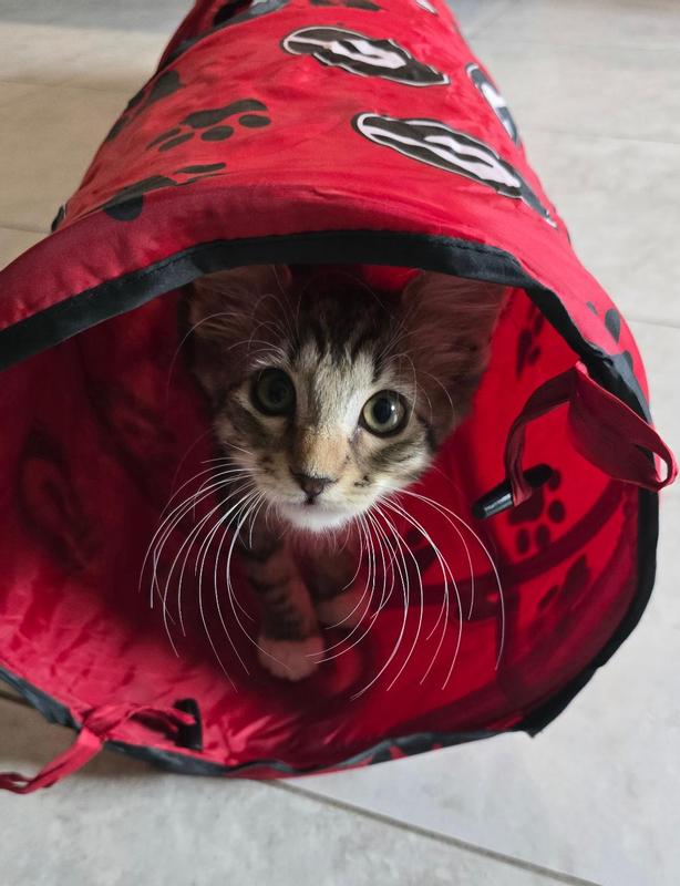 Duke, can we say whiskers are my thing?