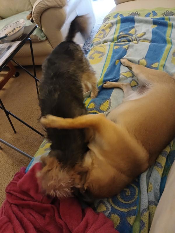 Cleo and Sasha.  Happy puppies.