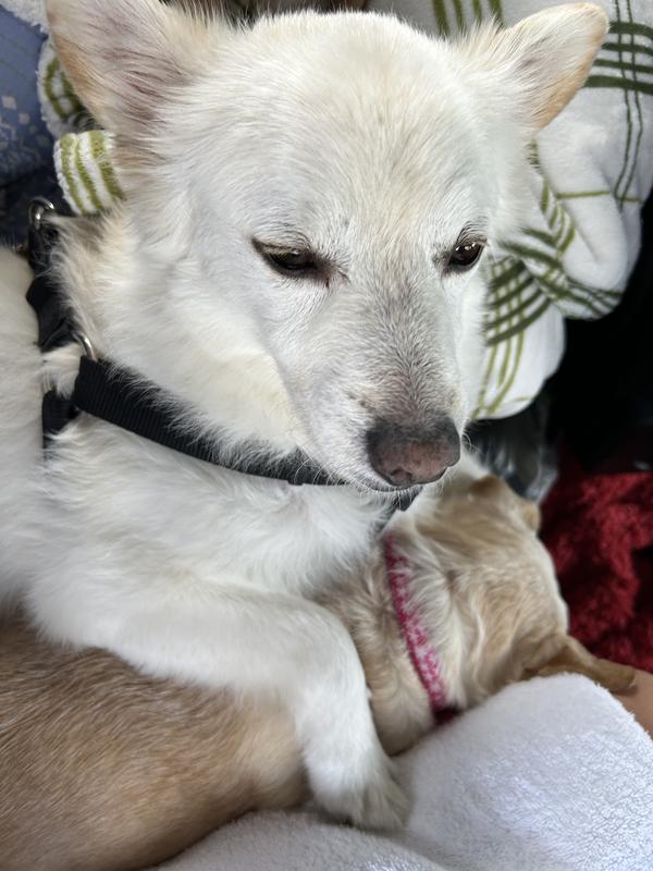 How Do You Bathe and Dry a Double Coated Dog? - Bubbly Paws