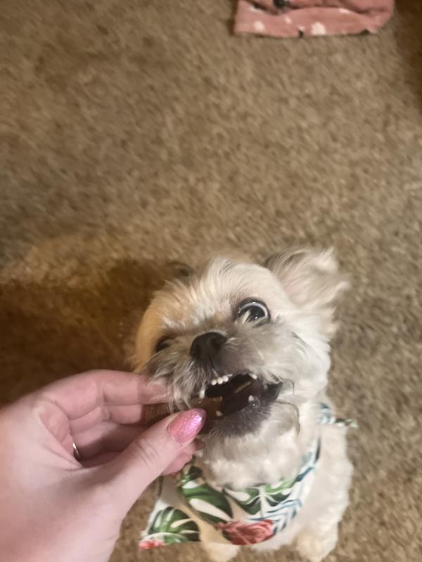 No sniffs needed from Daisy to take any treat!