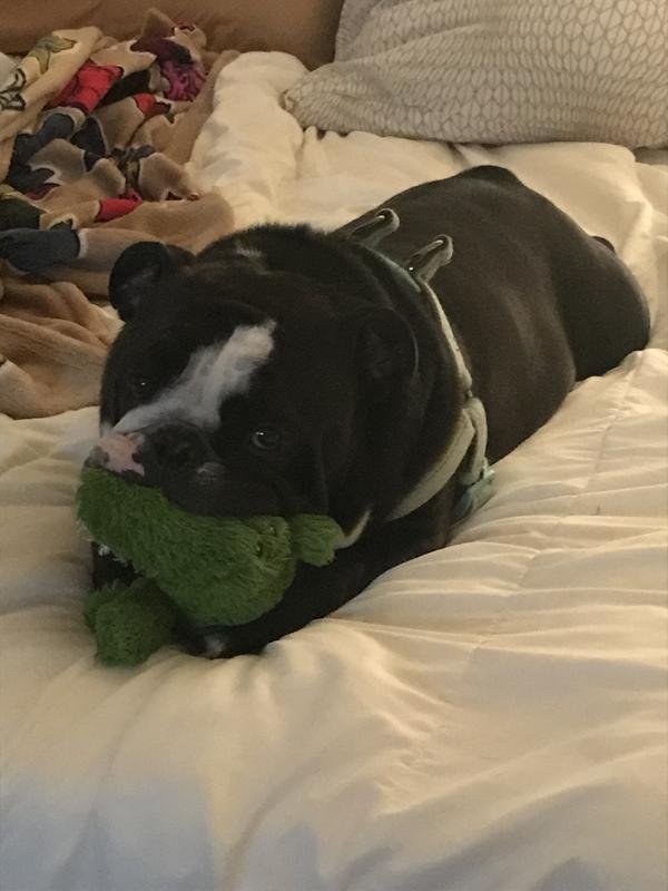 My fur baby and his baby