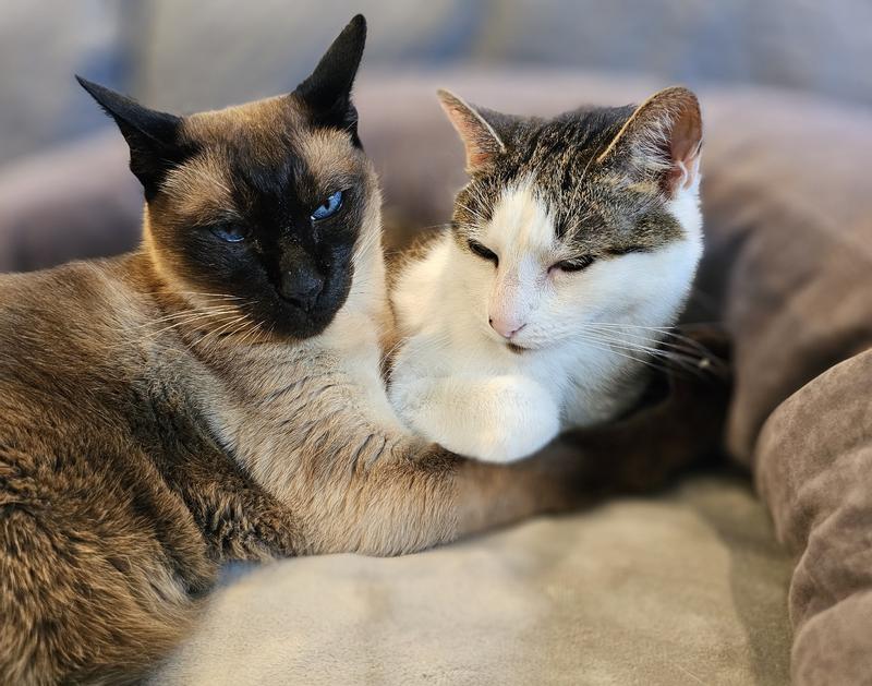 Luv seat for cuddlebugs
