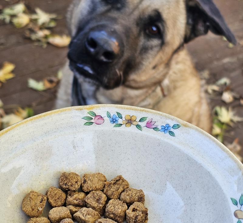 My dogs are very attentive waiting for this food