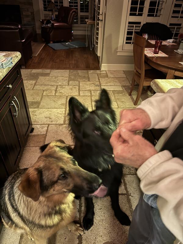 Patiently waiting for their reward.  Two GSD, black one is going on 4 and the sable coat just turned 2.  I would recommend this as a top rated xtra for these big dogs.   We are located in Oregon.  We feel comfortable promoting Chewy