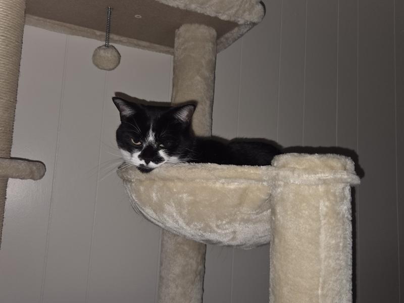 Product Reviews for FRISCO 76-in XXL Heavy Duty Cat Tree
