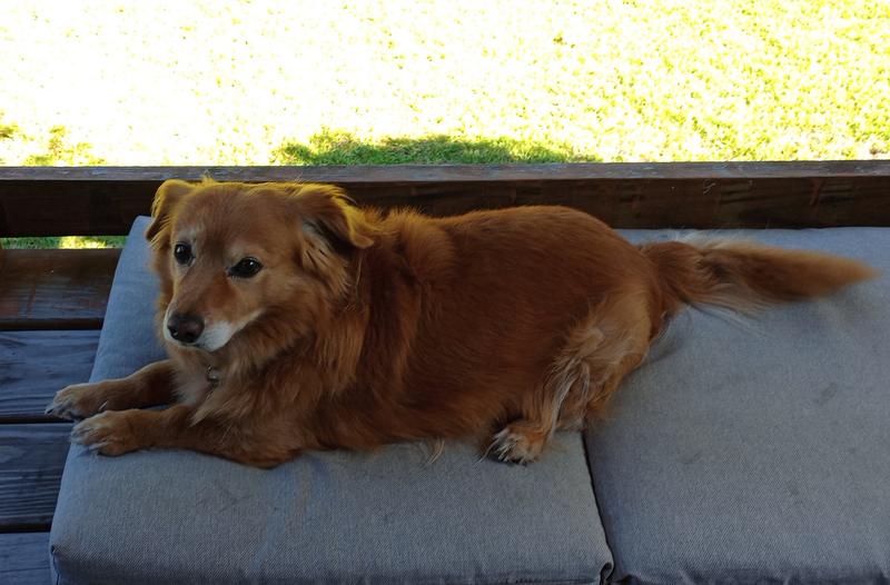 Scooter, 14 years old.