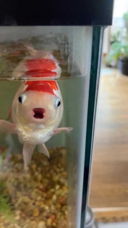 Happy fish