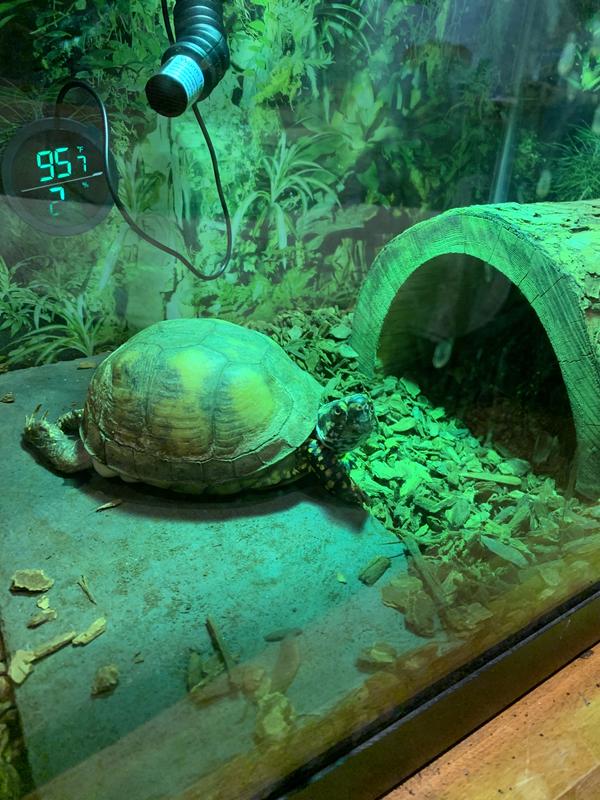 Ziggy basking under his heat lamp