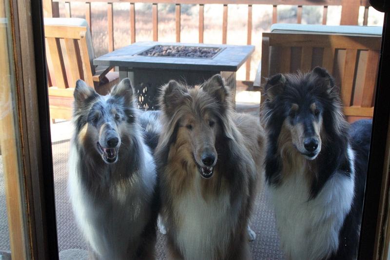 Waiting for the Chewy delivery!