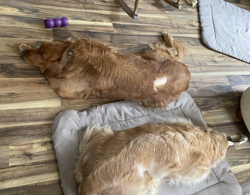 Rio and Isla