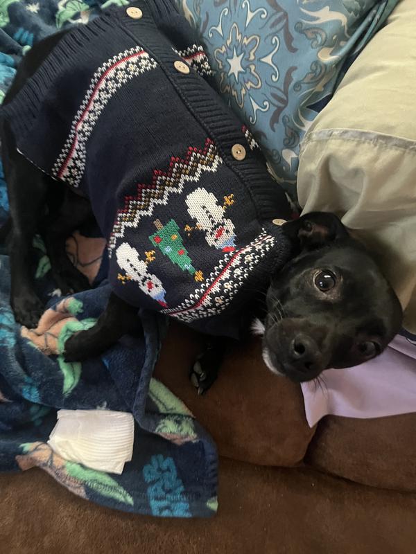 Frisco Jolly Snowman Dog & Cat Faux Cardigan Sweater