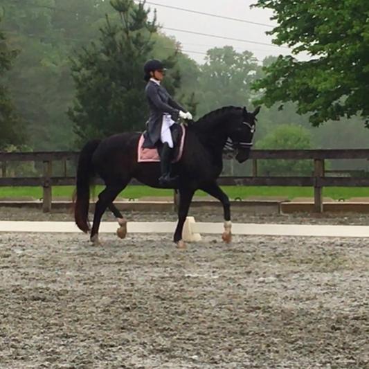 Grand Prix horse, Donatella CF