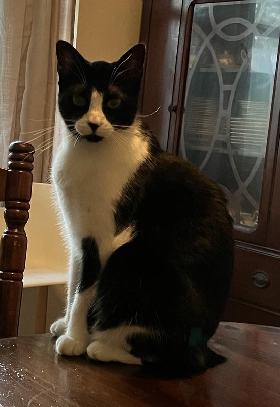 This is our Maizee Grace