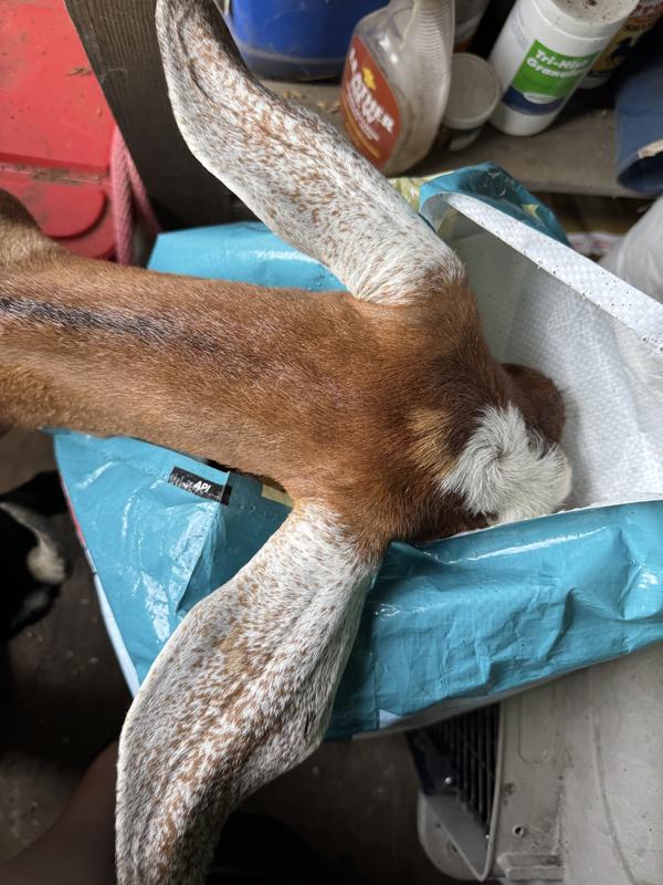 Blanche can’t get enough