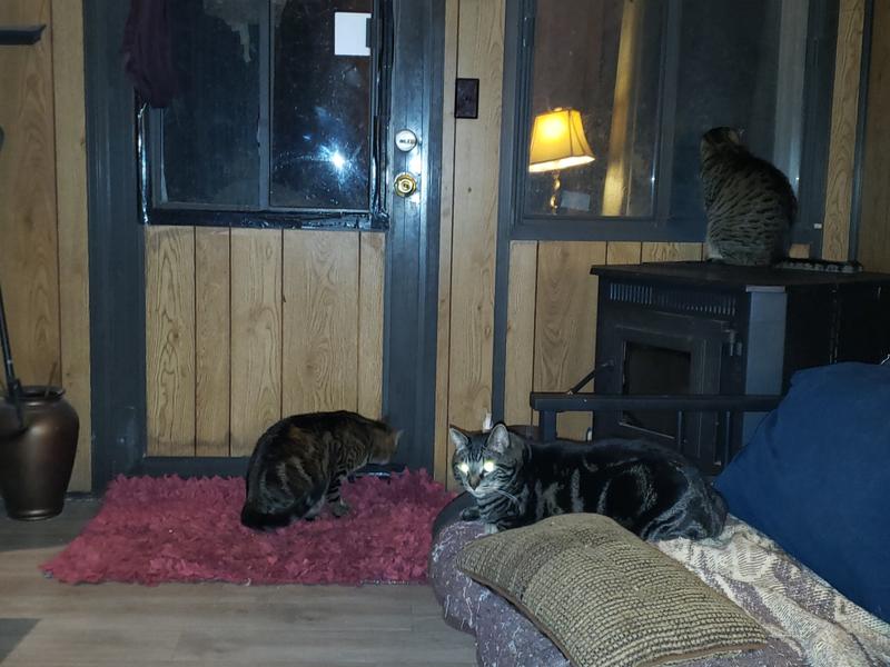 Three of my four cast/cats of character.