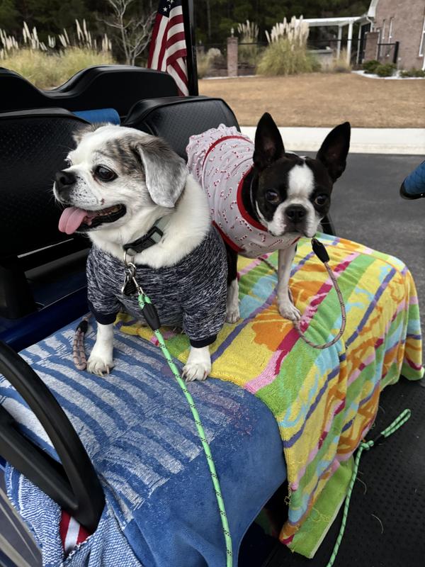 🙏🏻🐶 for Puggle’s,