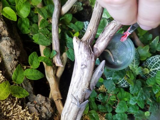 Timber the anole eyeing a mealworm.