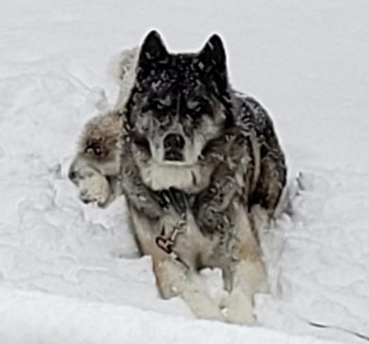 Soco, the best looking mutt around!