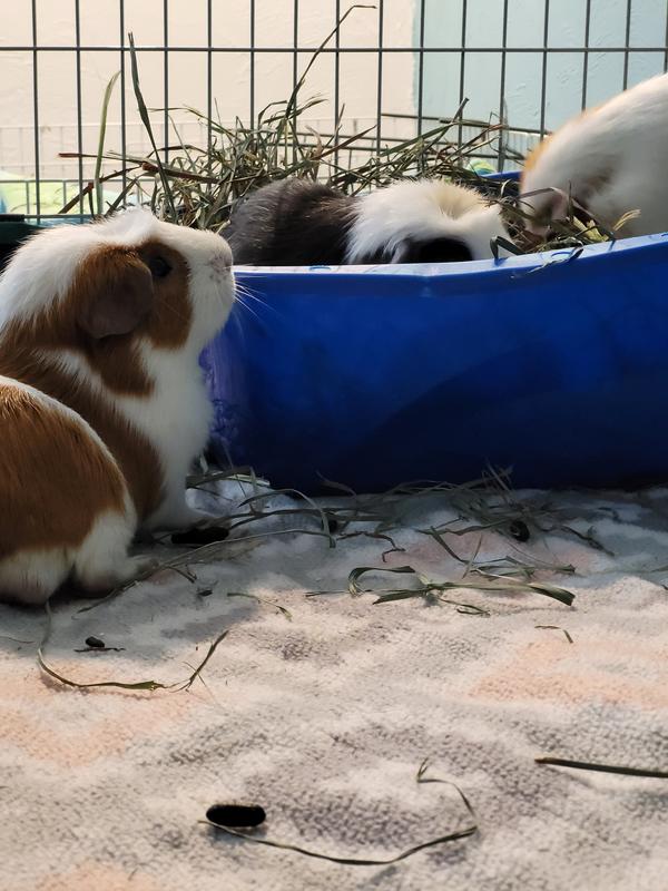 Edd, Grandpa, and Eddy enjoying their hay after chowing down on Oxbow pellets