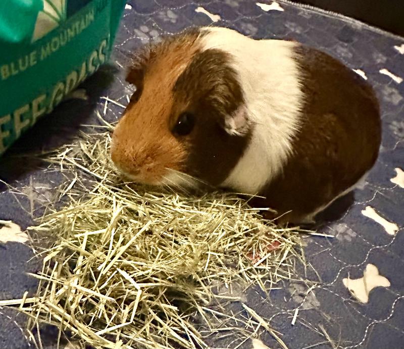 Mmm, this is delicious