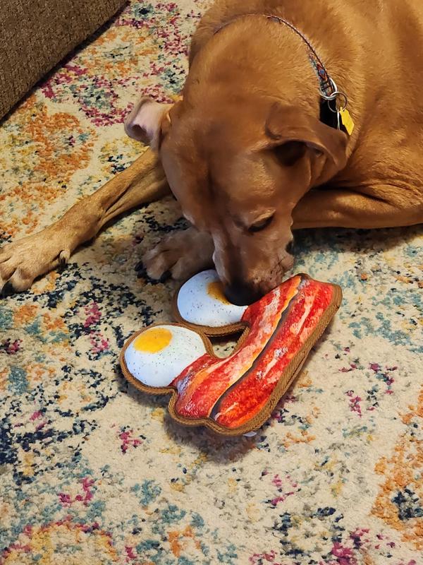 Romeo happily sniffing his new toy.