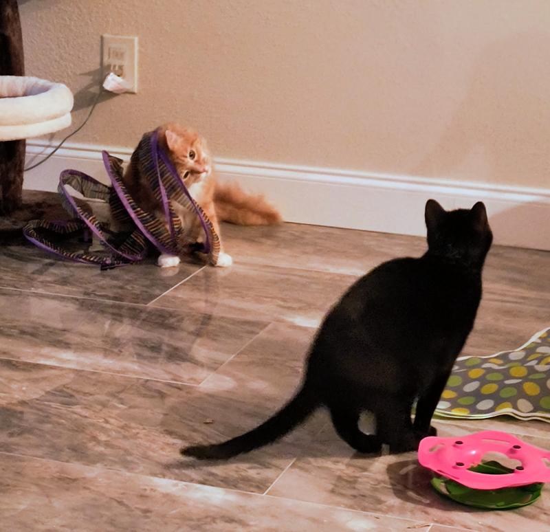 Simba gives Molly 'the look'