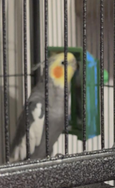 Flip enjoying his mirror!