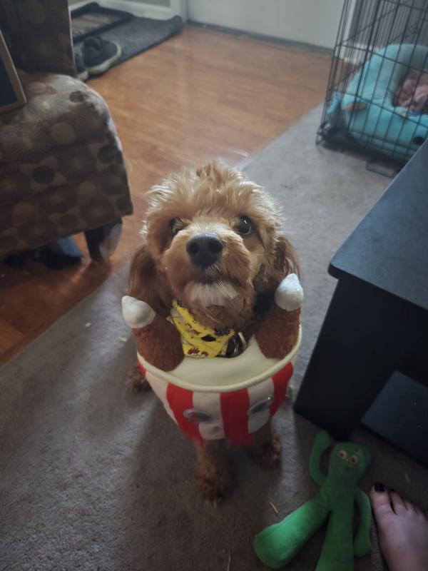 Frisco Front Walking Fried Chicken Bucket with Adjustable Inseam Dog & Cat Costume (Patent Pending)