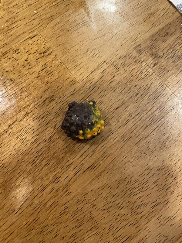 End of bone chewed off