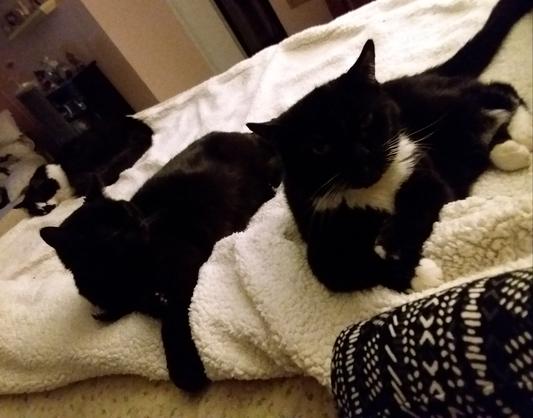 Blacky & Whiskers after eating their bedtime meal.